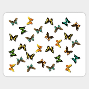 Butterfly Pattern Sticker